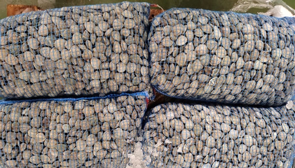 Deroga vongole, l&rsquo;Alleanza Cooperative: "Salvati 140 milioni di euro di filiera e 20mila tonnellate di pescato"